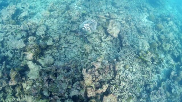 Turtle filmed from a distance while swimming underwater