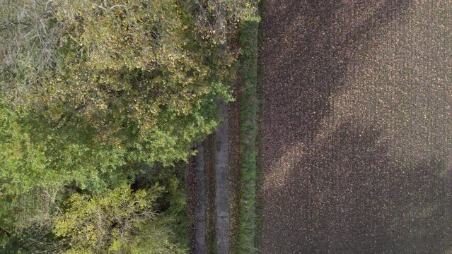 Top view drone footage of country road and tree with autumn colors taken at place called Uetz in Brandenburg, Germany.