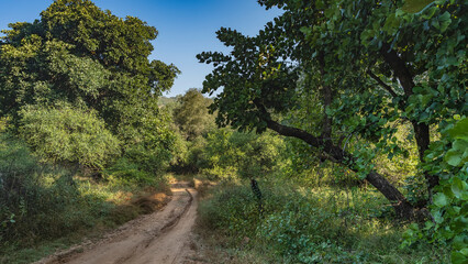 Fototapeta na wymiar A narrow dirt safari road winds through the jungle. Ruts are visible. Thickets of lush green trees along the roadsides. Blue sky. A sunny day. India. Ranthambore National Park