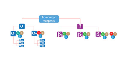 Adrenergic receptor [types]