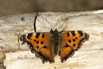 Butterfly Large Tortoiseshell Nymphalis polychloros sits on an old log. Moscow region. Russia