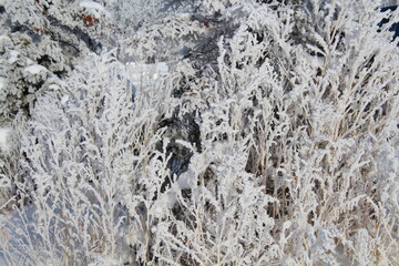 Beauty Of Frost