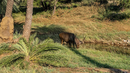 On the bank of a stream in the jungle, among the green grass, an Indian sambar deer Rusa unicolor grazes. The head is tilted. Horns are visible. Palm trees and bushes around. India. Ranthambore 