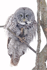 Great Grey Owl sitting on a tree branch in the forest, Quebec, Canada