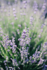 Wild lavender flowers in the rays of sunset.  Closeup summer background. Selective focus