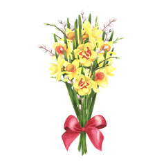 daffodil bouquet with red bow and willow on white. Watercolor hand drawing illustration. Art for decoration and design