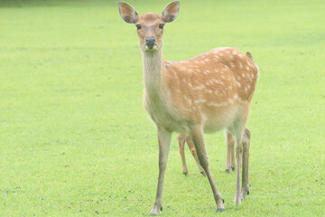 Naklejka na ściany i meble Deer in a meadow in Nara Park