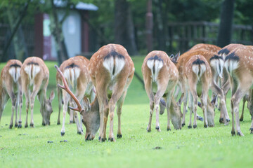 Naklejka na ściany i meble Deer in a meadow in Nara Park