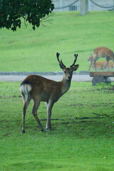 Naklejka na ściany i meble Deer walking on the grass in rainy Nara Park