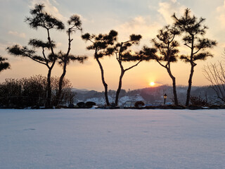 Pine tree and sunset background.
