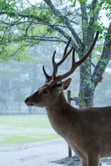 Deer walking on the grass in rainy Nara Park