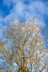 Pattern and texture in nature in the branches of a Paperbark Maple tree against a sunny blue sky with white wispy clouds
