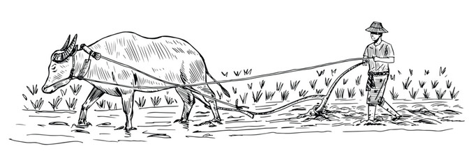Thai farmer with buffalo sketch illustration