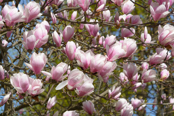 View of pink magnolia blossom