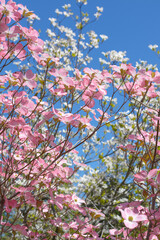 Pink dogwood flowers against the blue sky