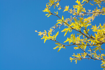 Background with yellow-green young leaves against the blue sky