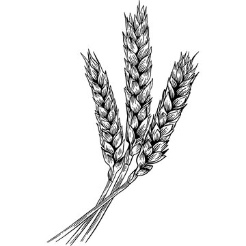recommend clip art: Hand drawn Wheat Ears Sketch Illustration