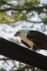 Elang Bondol or Haliastur indus, is the mascot of Jakarta, Indonesia. They are aves class and Accipitridae family