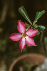 Beautiful adenium flower in pot. I shot in lower aperture with 100 exposure. This image is fit for mobile phone wallpaper or background.