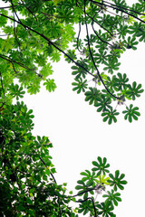 Obraz premium a beautiful aesthetic leaves silhoulette shadow in sunny backlight on white background, beauty in nature concept banner with copy space