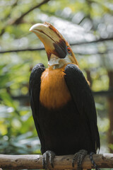 One of the most Papua exotic bird, Rangkong. They are endangered species and so they are protected by the goverment of Indonesia