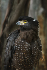 Elang Ular Birdo or Spilornis is an Asian bird and Aves class