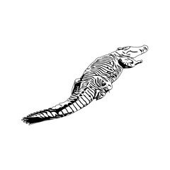 Naklejka premium Black and white sketch of a crocodile with transparent background