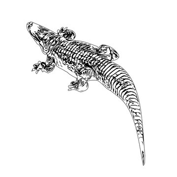 Black and white sketch of a crocodile with transparent background