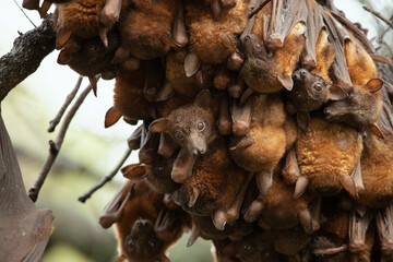 A Well Cuddled Nap - As the sun rises a group of little red flying foxes huddle together high up on a tree branch. 