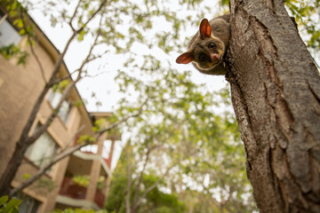 Late-day snack - Famished and awoken by the loud urban daytime activity, a Brush-tailed Possum...