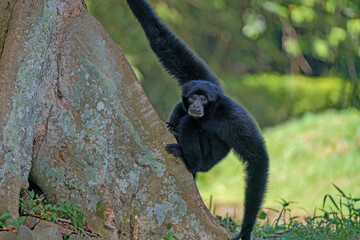 siamang at zoo