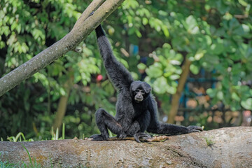 siamang at zoo