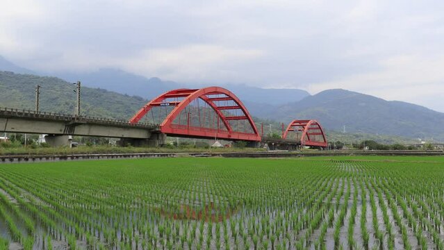 A Tze-Chiang express train traveling through beautiful Kecheng Iron Bridge over newly transplanted rice shoots in the flooded green paddy fields with mountains in background in Yuli, Hualien, Taiwan