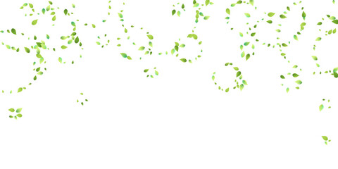 Leaves Green Falling Flying Foliage Leaf Tea Mint