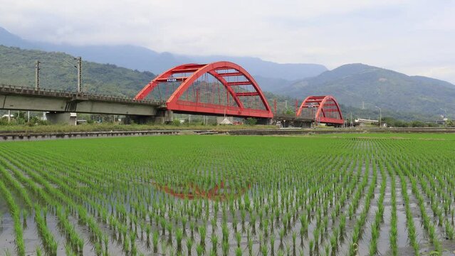 A Tarko express train traveling through beautiful Kecheng Iron Bridge over newly transplanted rice shoots in the flooded green paddy fields with mountains in background in Yuli, Hualien, Taiwan
