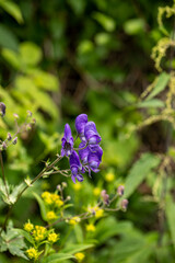 Aconitum variegatum flower growing in forest, close up	