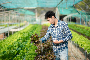 Asian male farmer working early on farm holding wood basket of fresh vegetables and tablet.