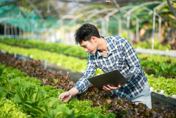 Naklejka na ściany i meble Asian young harvesting in organic farm with digital tablet..