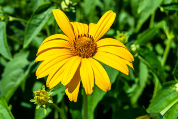 Fine wild growing flower aster false sunflower on background meadow