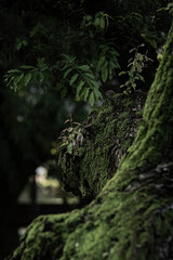 Fototapeta premium tree in the woods