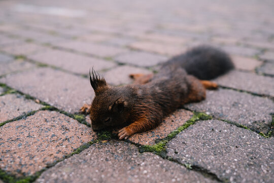 Totes Eichhörnchen liegt auf dem Boden