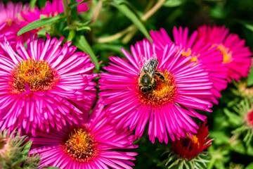 Obraz premium Beautiful wild flower winged bee on background foliage meadow