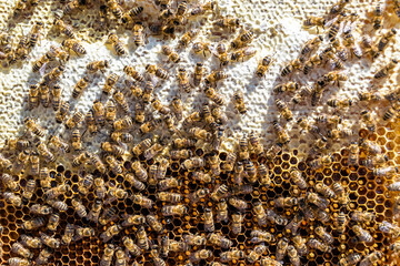Abstract hexagon structure is honeycomb from bee hive filled