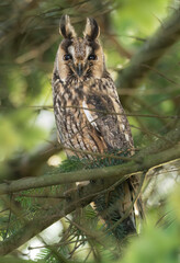 Long eared owl ( Asio otus )