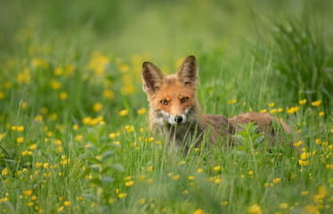 Naklejka na ściany i meble Fox ( Vulpes vulpes ) sitting in the grass