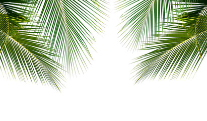 Fototapeta na wymiar Coconut palm leaves isolated on white background