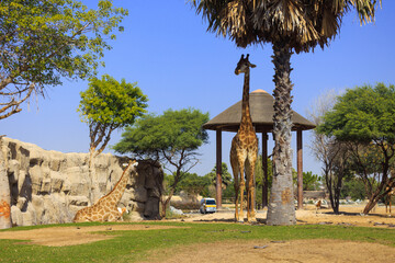 A standing and sitting giraffe under a tree in a park