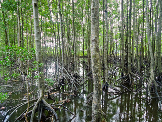 Mangrove trees in a mangrove forest