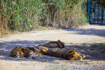2 Lioness sleeping on the ground in the wild