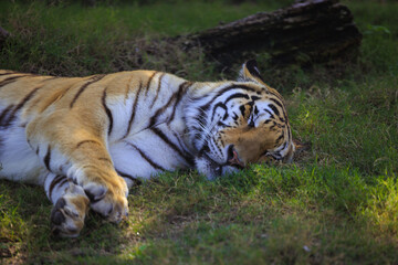 A Royal Bengal tiger sleeping on the ground in the forest